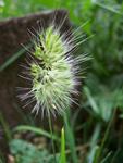 100_1672.JPG_s