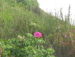 DSCN2198
